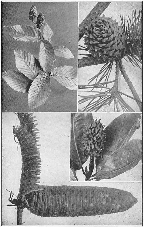 Cone fruits of (1) a birch, (2) a pine, (3) a magnolia, and (4) a fir