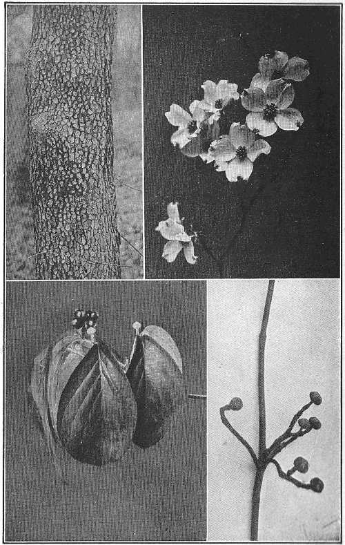 Flowering dogwood, in flower and fruit, the winter flower buds and alligator-skin bark
