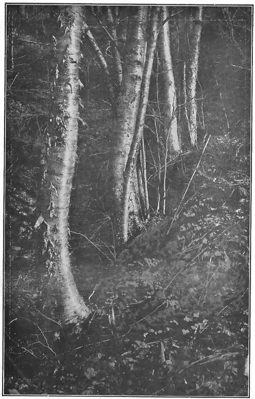 We recognize birches by their silky, tattered bark