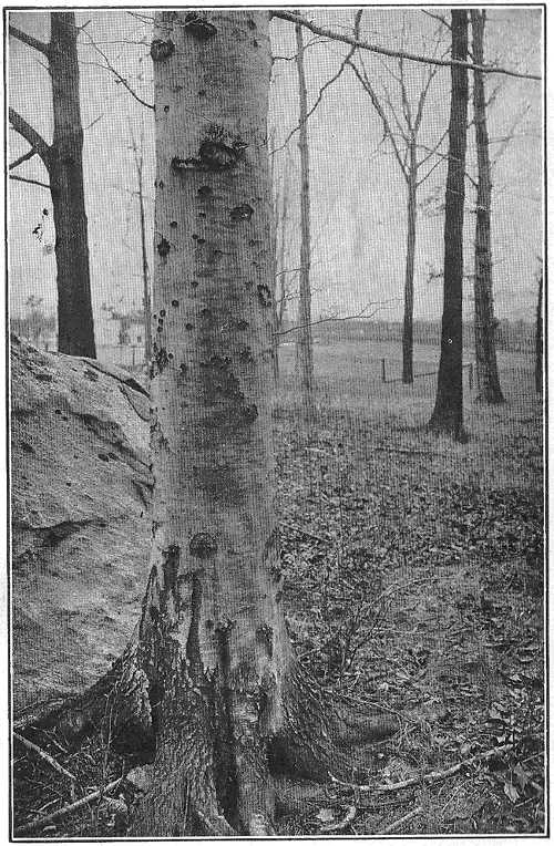 The beech trunk is clothed in smooth, pale grey bark