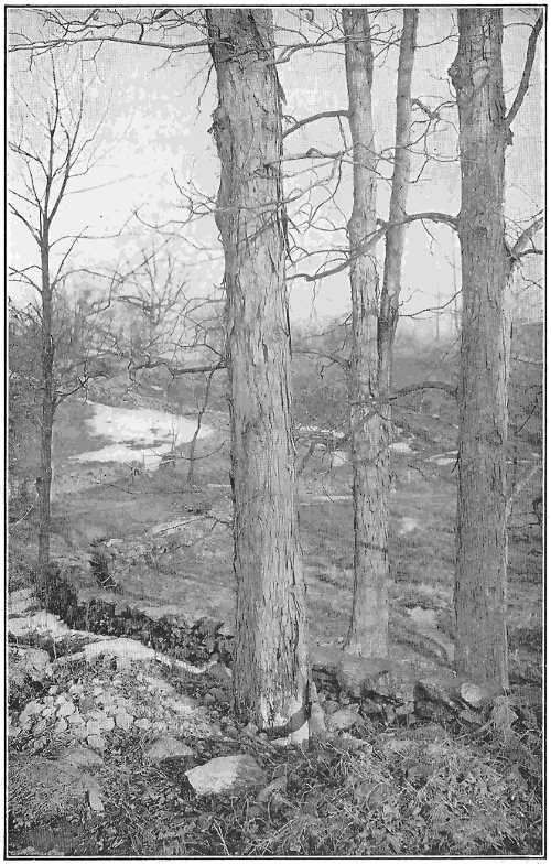 The loose, stripping bark gives its name to the shagbark hickory