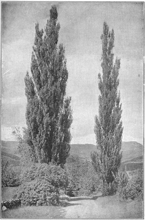 The Lombardy poplar stands like an exclamation point in the landscape