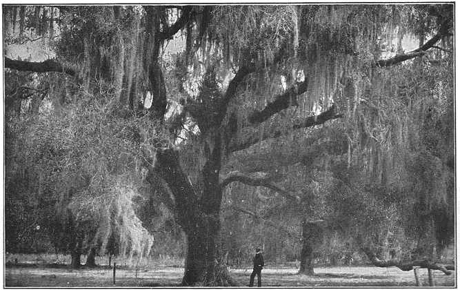 The live oak of the South is usually hung with long skeins of the weird, grey Spanish moss