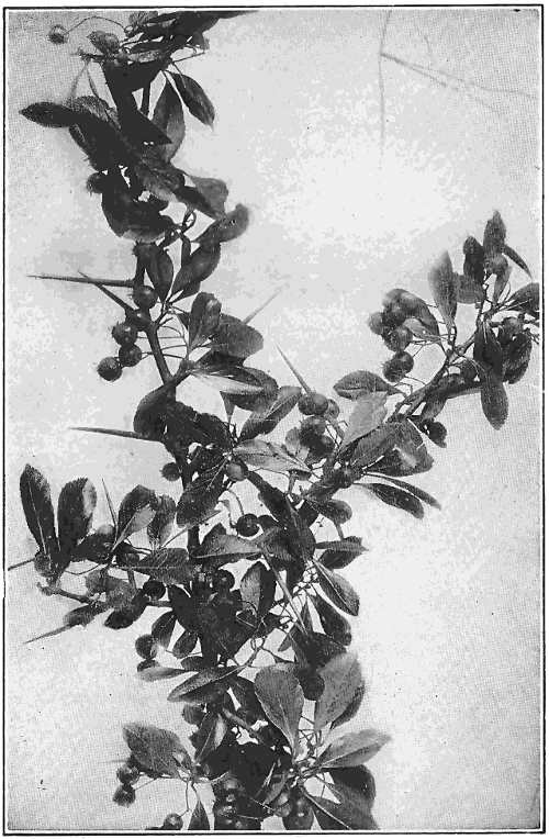 Fruiting branch of the cockspur thorn