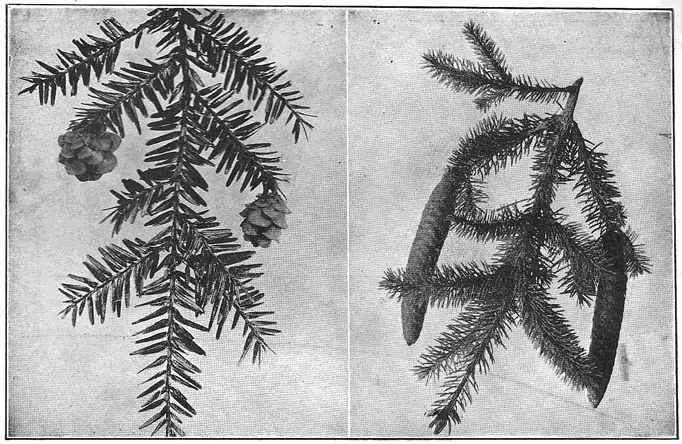 Hemlock cones are small; those of Norway spruce are four or five inches long