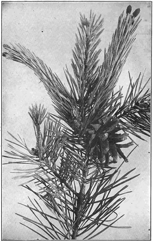 Pine twig with cones, young and old, and clustered staminate flowers