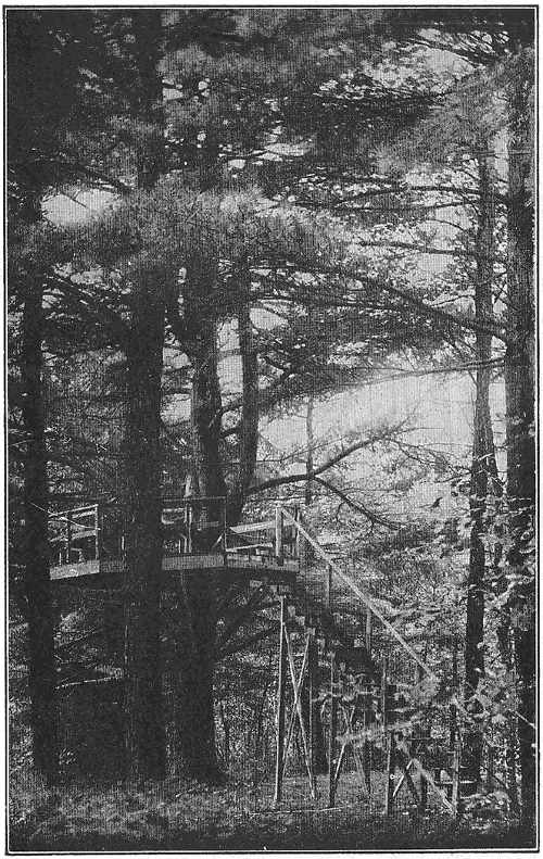 In these tall white pine trees Nathaniel Hawthorne built an out-door study, where he wrote undisturbed