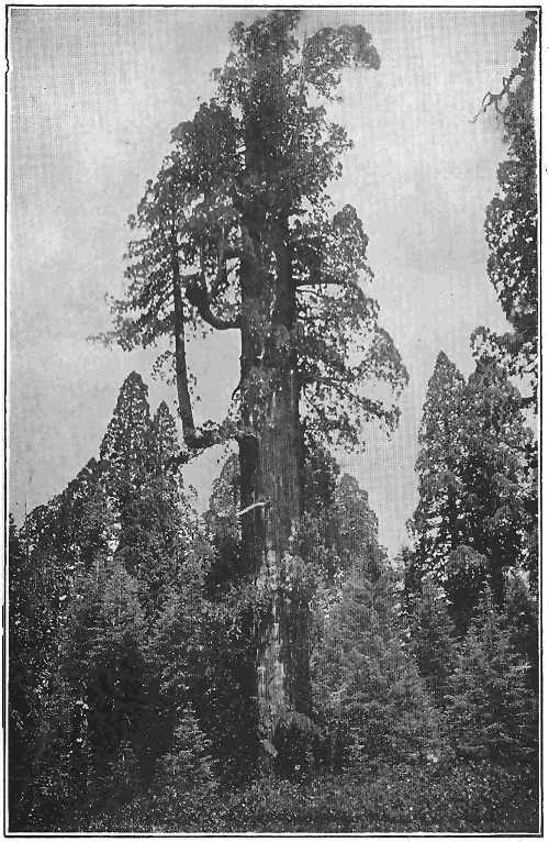 This big tree, “The Grizzly Giant,” is over three hundred feet high. It is a sequoia, one of the cone-bearing evergreens