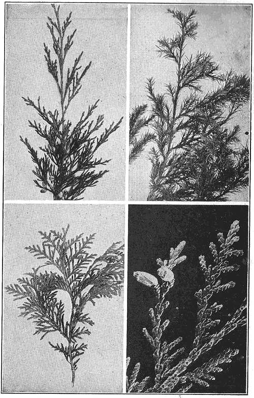 SCALY-LEAVED EVERGREENS: Upper: two branches from the same red cedar tree; Lower: flat sprays of arbor vitæ