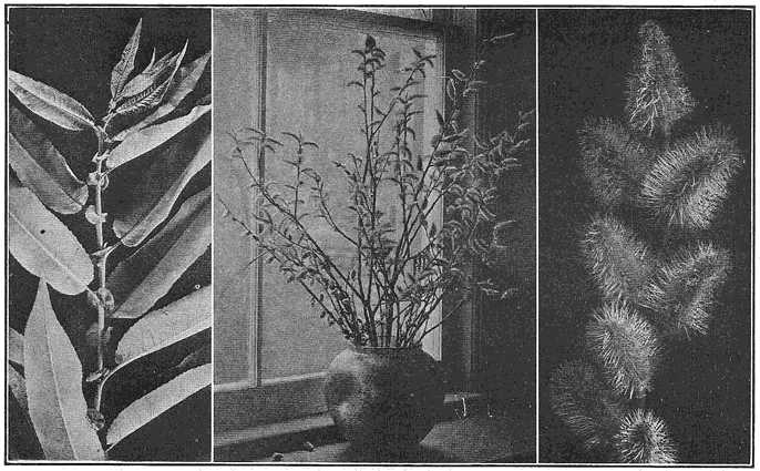 Leaves of black willow have frills at their bases. Twigs of pussy-willows, cut and brought indoors, can be forced into bloom in midwinter