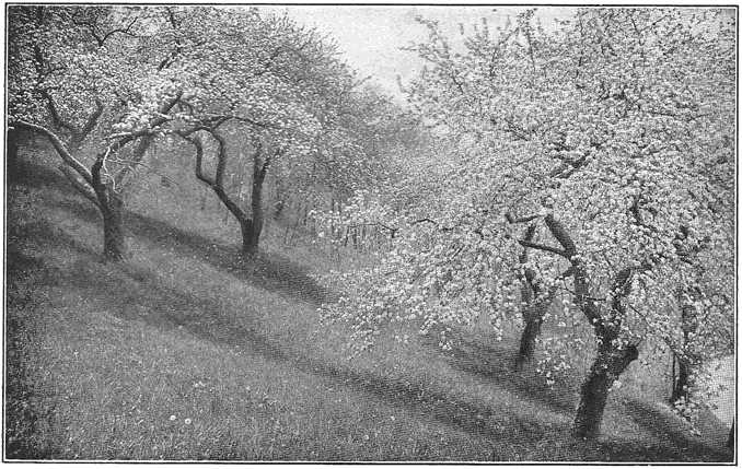 An old apple orchard is a fairy land indeed when blossoms cover the trees