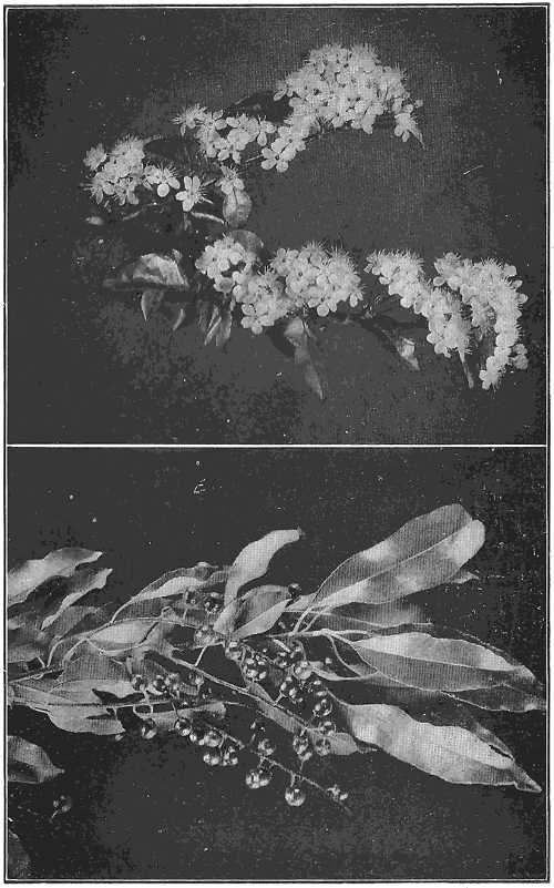 Flowers and fruit of the wild black cherry