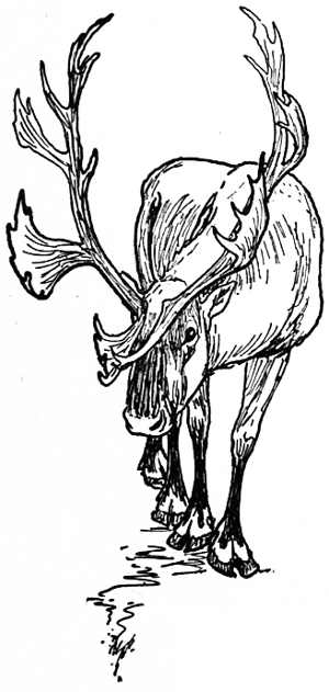 Elk