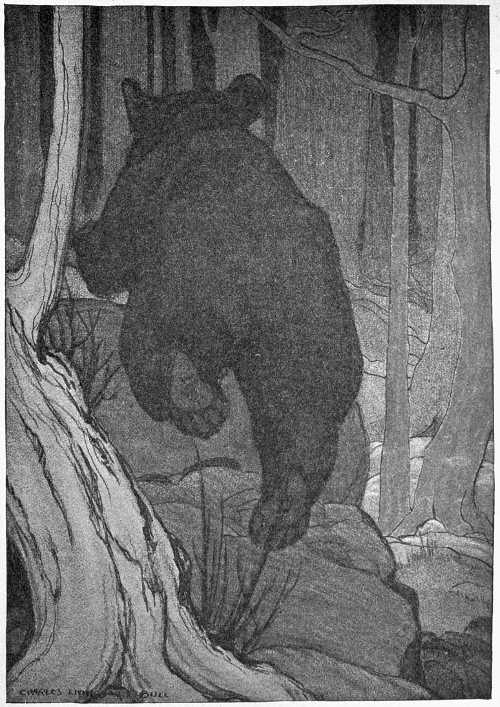 “SCUTTLED OFF INTO THE WOODS LIKE A FRIGHTENED WOODCHUCK.”