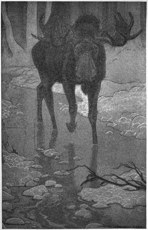 “THE MOOSE CAME IN SIGHT UP THE BROOK CHANNEL.”