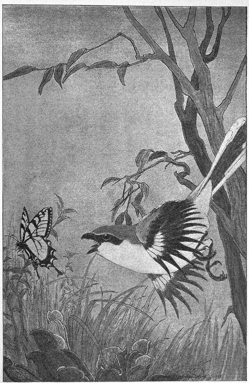 “AT THIS MOMENT A PASSING SHRIKE SWOOPED DOWN.”