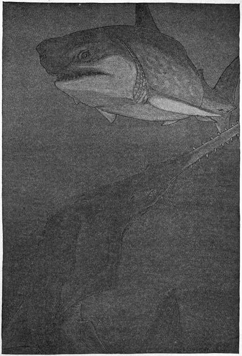 “DIRECTLY BENEATH THE SHARK THE STRANGER CAME.”