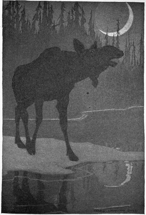 “IT WAS THE COW MOOSE CALLING FOR HER MATE.”