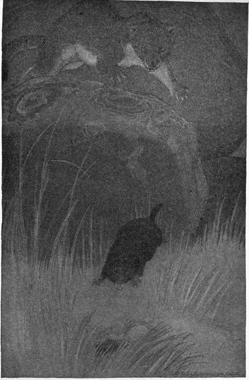 “WITH A FRANTIC LEAP HE SHOT THROUGH THE AIR.”