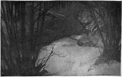 “TURN HIS NARROW, SNARLING FACE TO SEE WHAT THREATENED.”