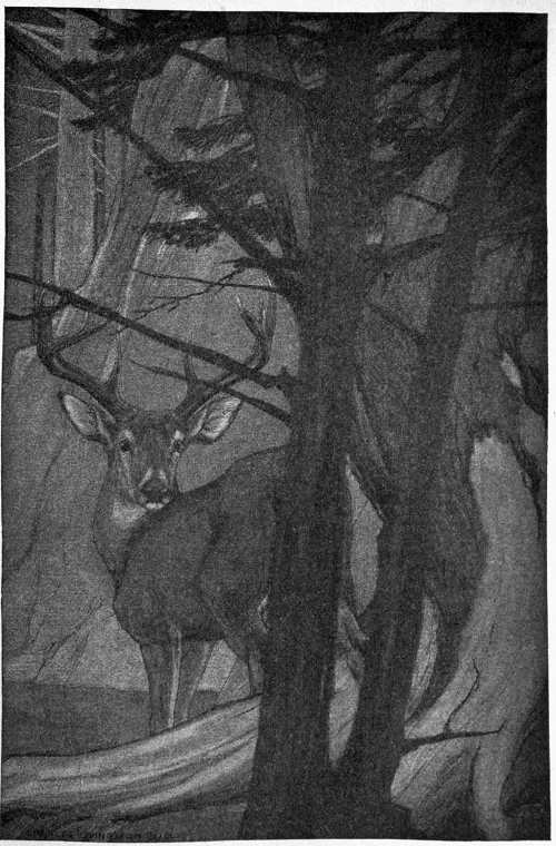 “WHEN HE STOPPED TO DRINK AT THE GLASSY POOL.”