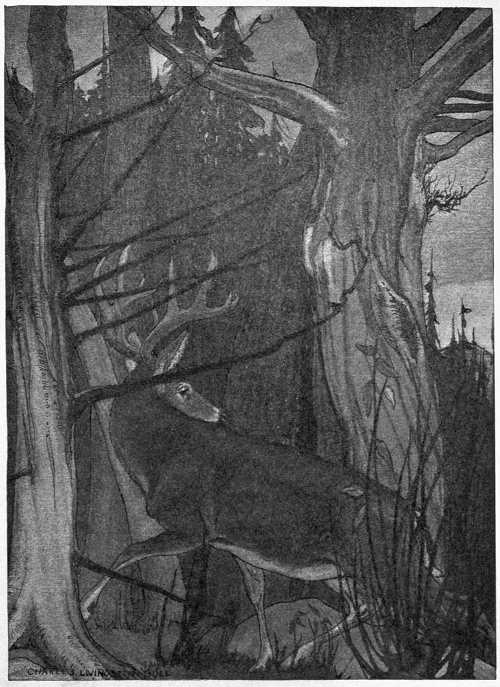 “NOISELESSLY FADED BACK THROUGH THE COVERT.”