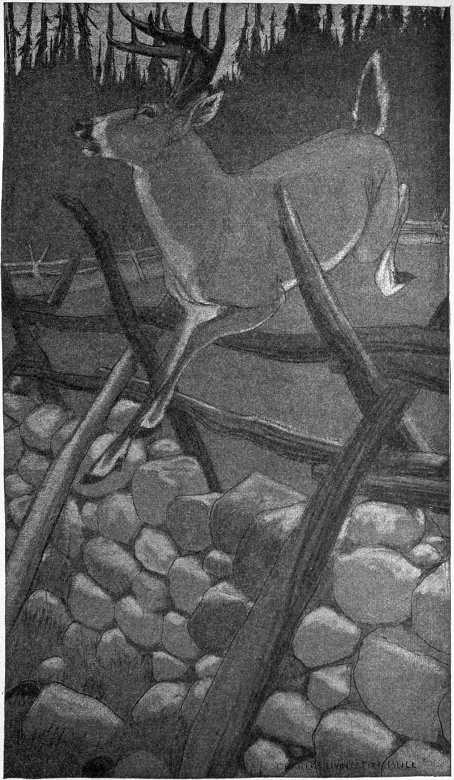 “THEN HE LEAPED THE FENCE AGAIN.”