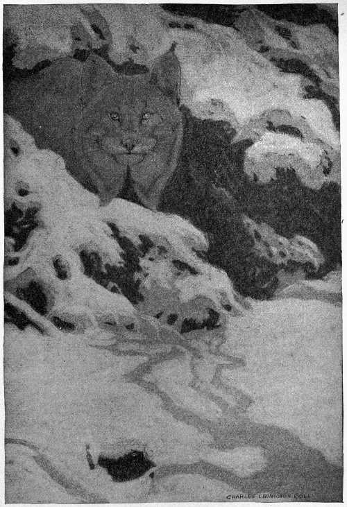 “HIS ROUND, SINISTER EYES GLARED PALELY INTO EVERY COVERT.”