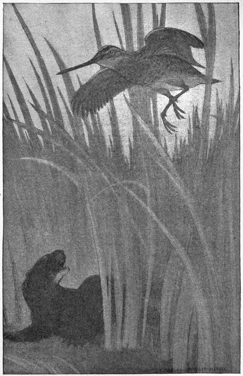 “A SNIPE WHICH FLEW TOO LOW OVER THE DITCH.”