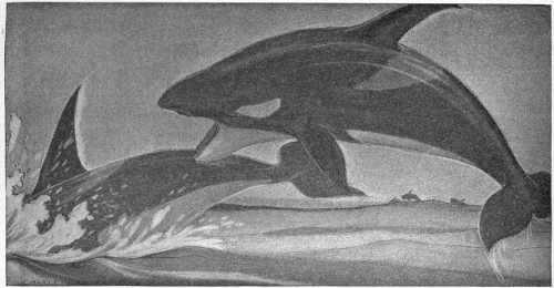 “THOSE SWIFT AND IMPLACABLE LITTLE WHALES WHO FEAR NO LIVING THING.”