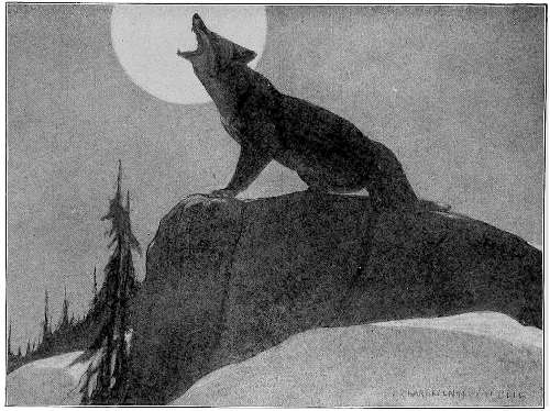“NIGHT AFTER NIGHT, . . . THE HIGH SHRILL BARKING OF A SHE FOX WAS HEARD.”