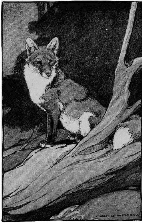 “RED FOX, SITTING SOLITARY ON HIS KNOLL, HEARD THE NOISE OF THE CHASE.”