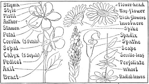 PARTS OF FLOWERS