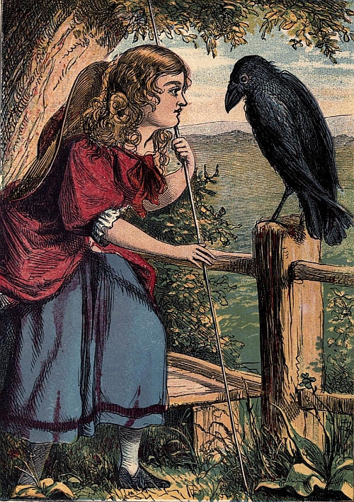 An old Raven was perched