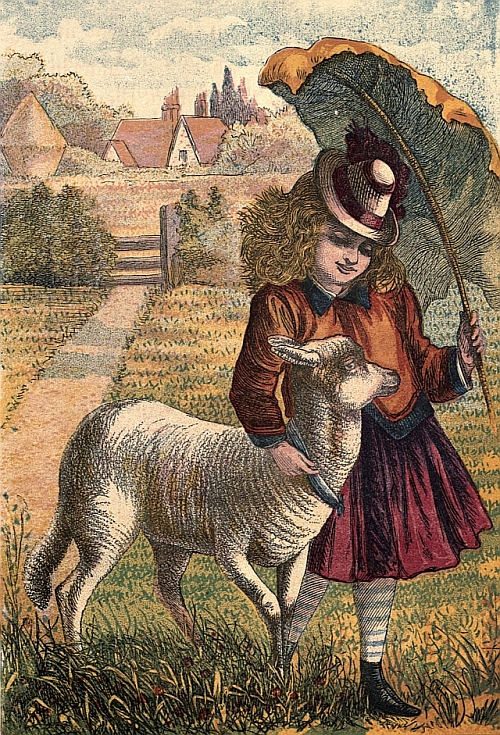 Pet Lamb