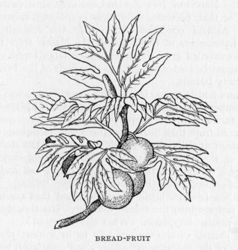 BREAD-FRUIT