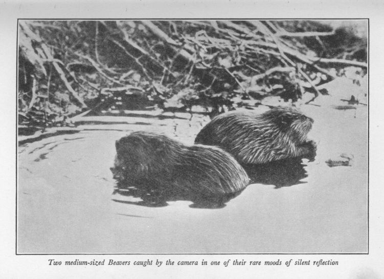 Two medium-sized Beavers caught by the camera in one of their rare moods of silent reflection