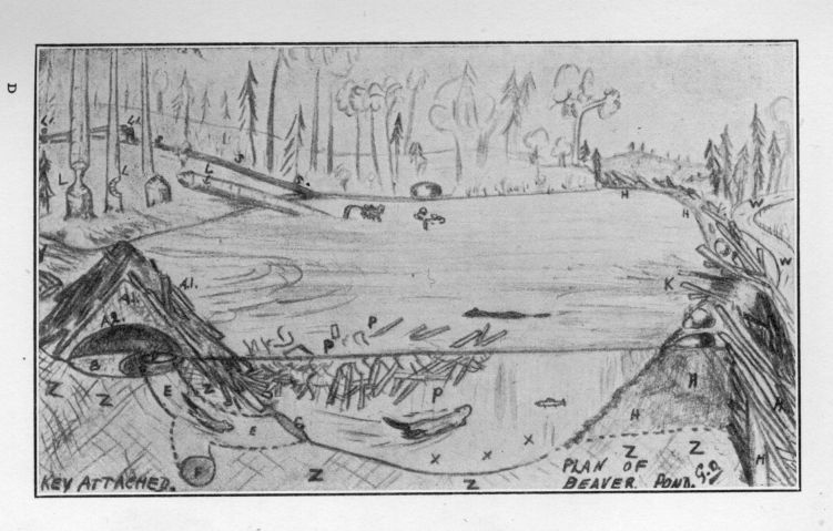 Plan of Beaver Pond