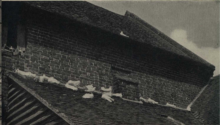 White pigeons on the barn