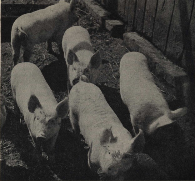 'Copper's' pigs