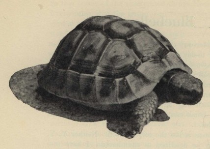 The Greek tortoise