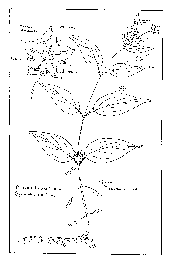 Fringed Loosestrife (Lysimachia ciliata L.) Plant ¾ Natural Size