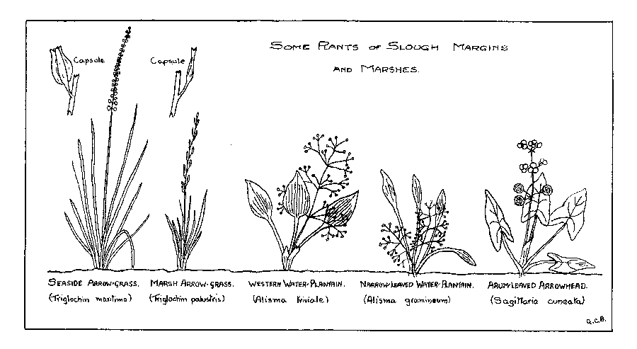 Some Plants of Slough Margins and Marshes.