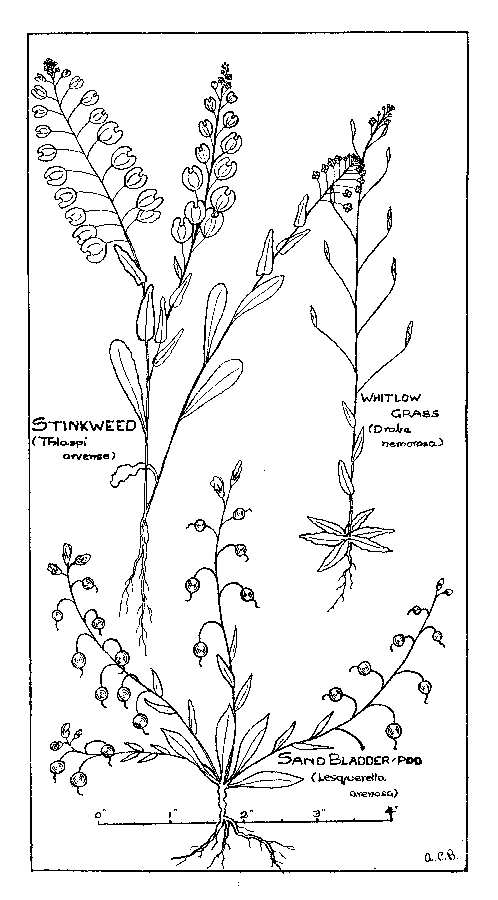 Stinkweed, Whitlow Grass, Sand Bladder-pod