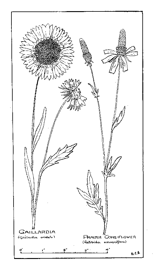 Gaillardia, Prairie Cone-flower