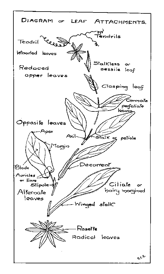 Diagram of Leaf Attachments.