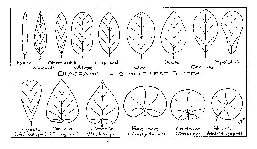 Diagrams of Simple Leaf Shapes.