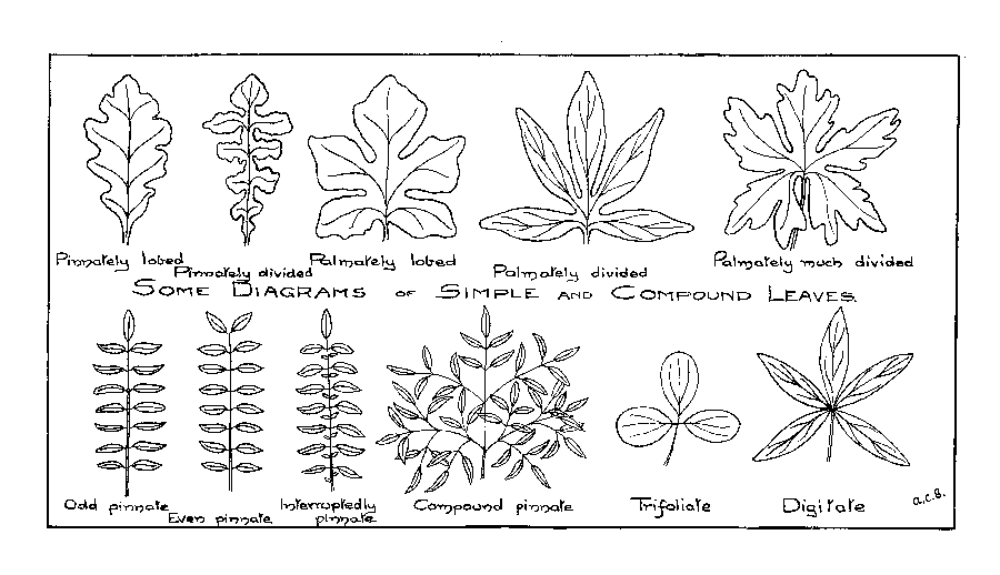 Some Diagrams of Simple and Compound Leaves.