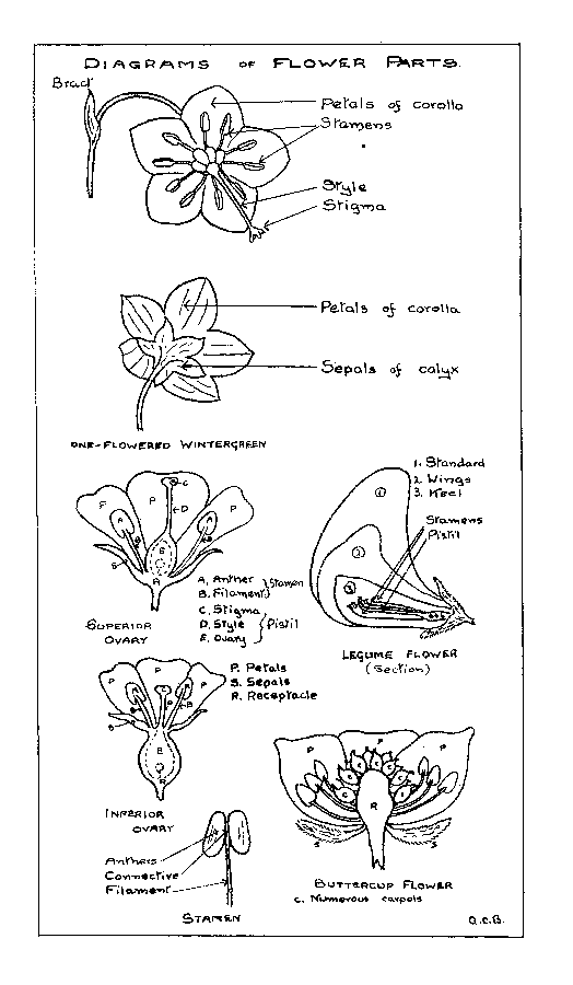 Diagrams of Flower Parts.
