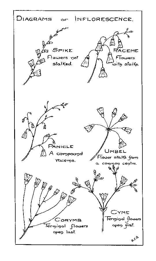 Diagrams of Inflorescence.